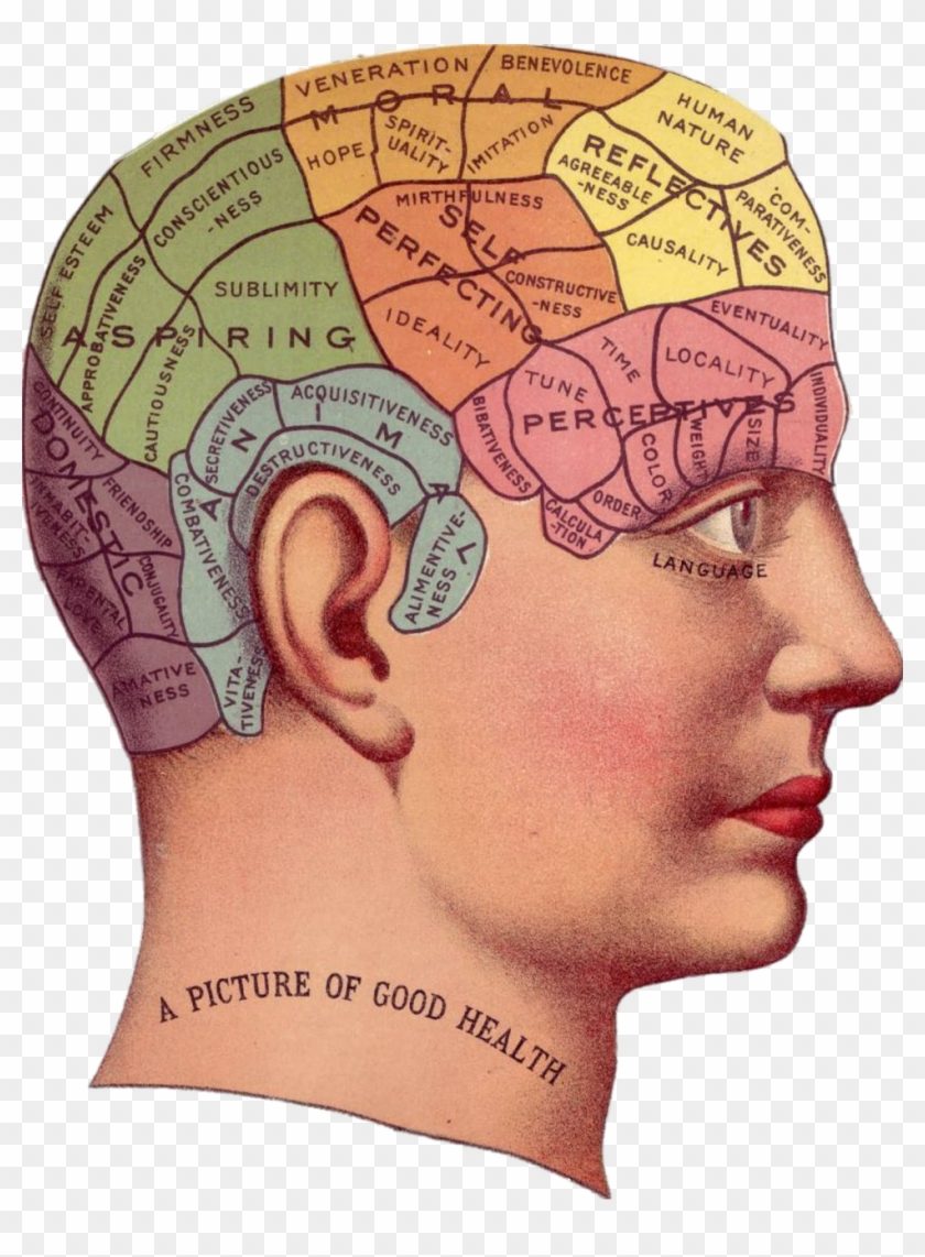 Vintage phrenology chart of a head labeled A Picture of Good Health